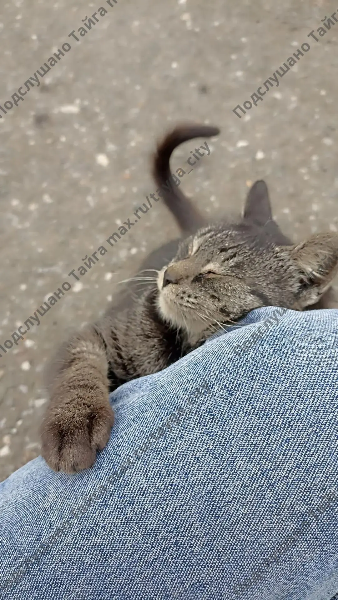 Здравствуйте, разыскиваю котёнка. По ощущениям, это подросток месяцев 10, очень худой. ...