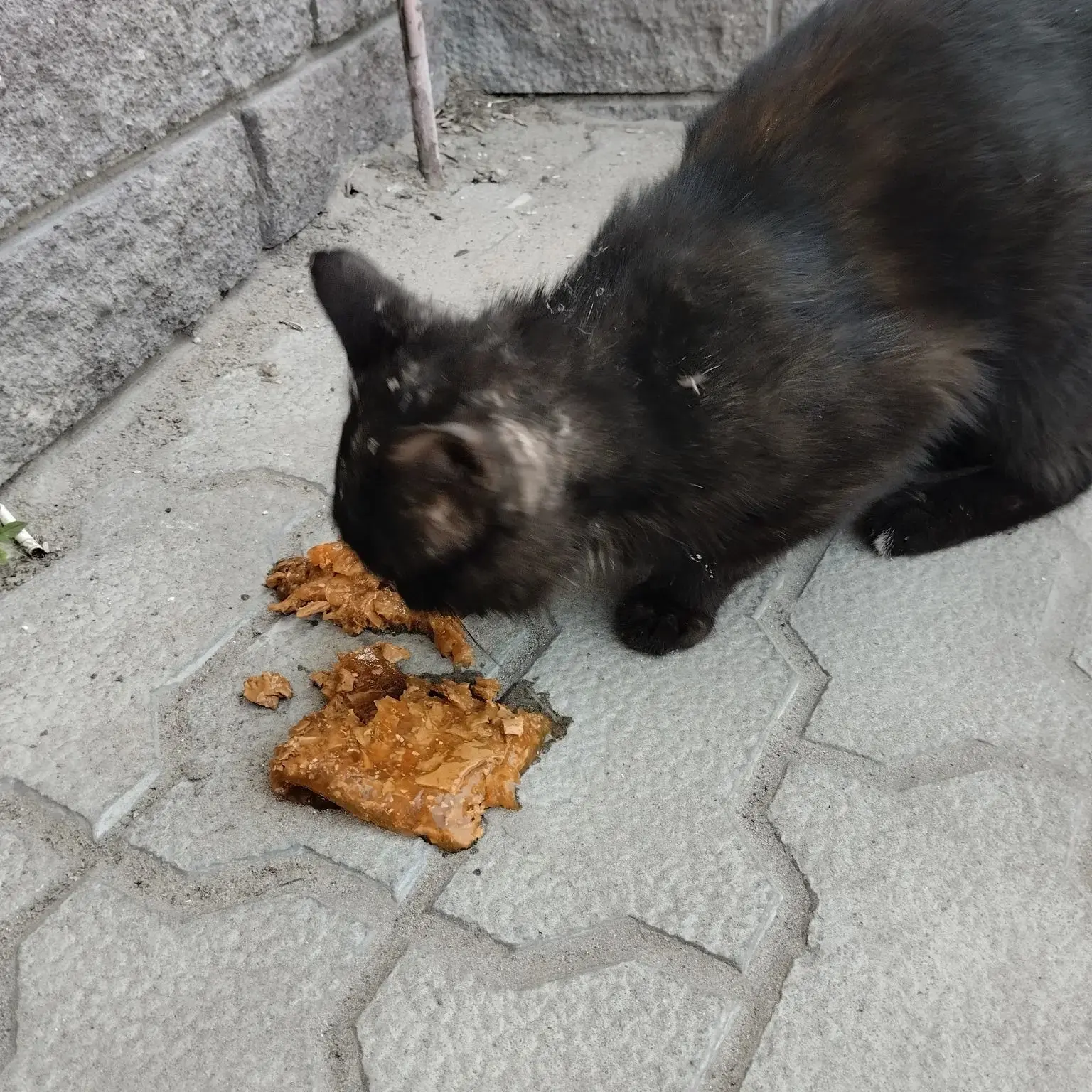 Вот такой котофей забран с улицы, голова вся в шрамах, зубов практически нет и по анализам выявлен в