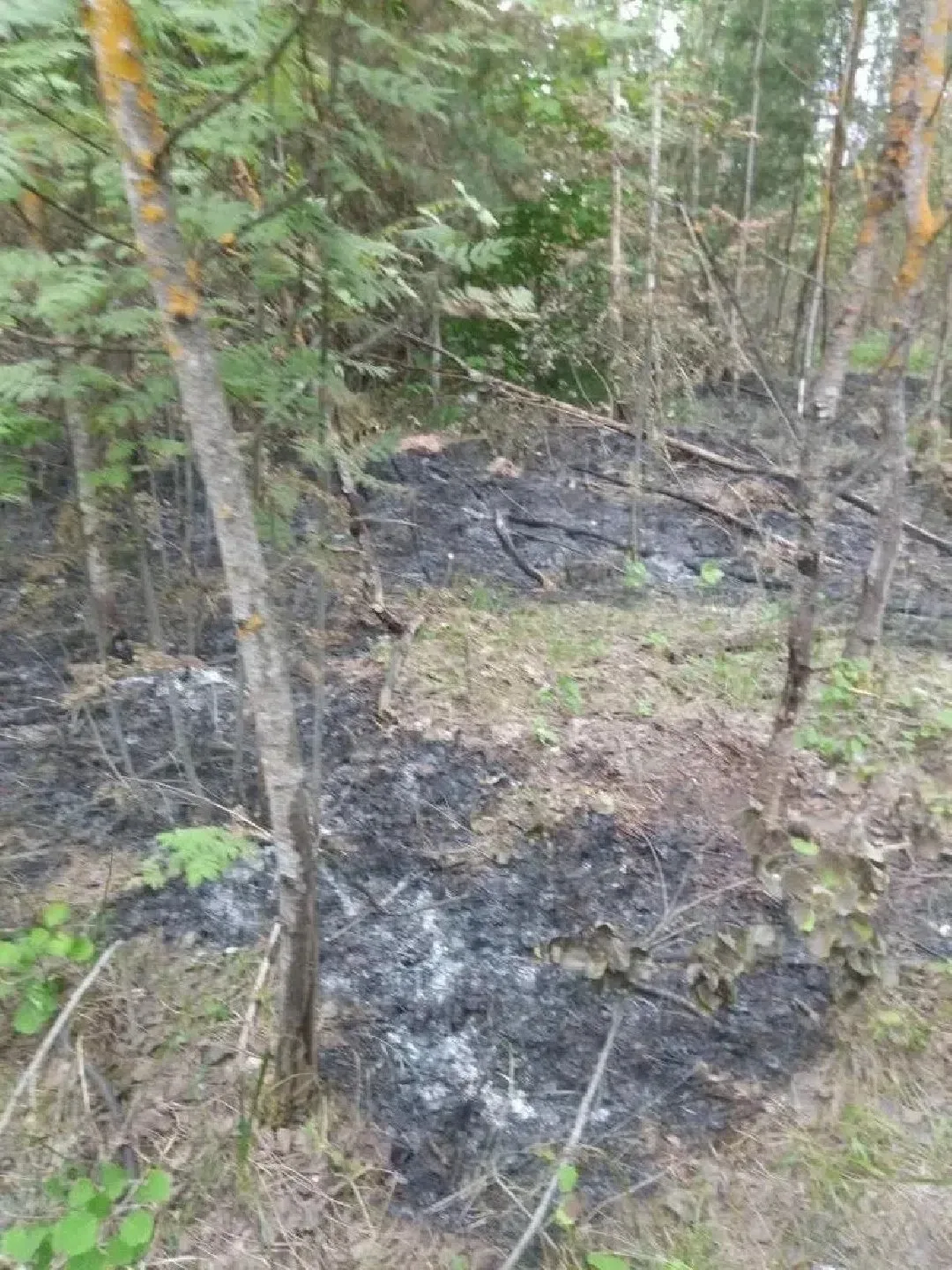 🔥В Ногинске Старой Купавне потушили лесной пожар. Возгорание произошло в километре от территории СН