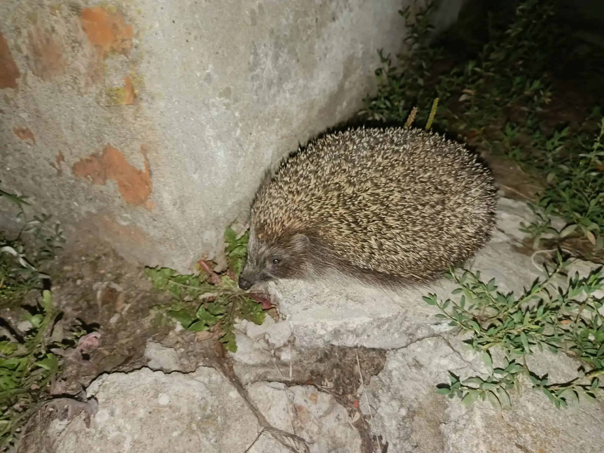 НАШЕСТВИЕ 🦔 ЁЖИКОВ