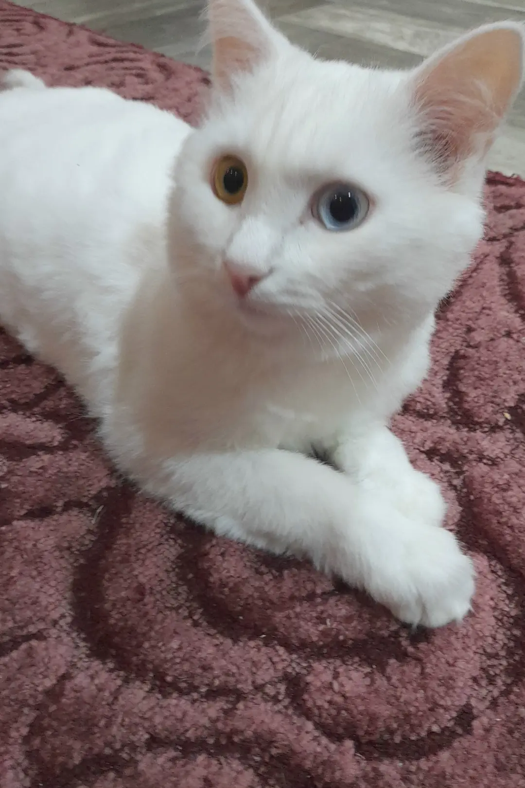 Отдам в добрые руки кота, к унитазу приучен, у внуков аллергия на шерсть кошек .тел. 89...