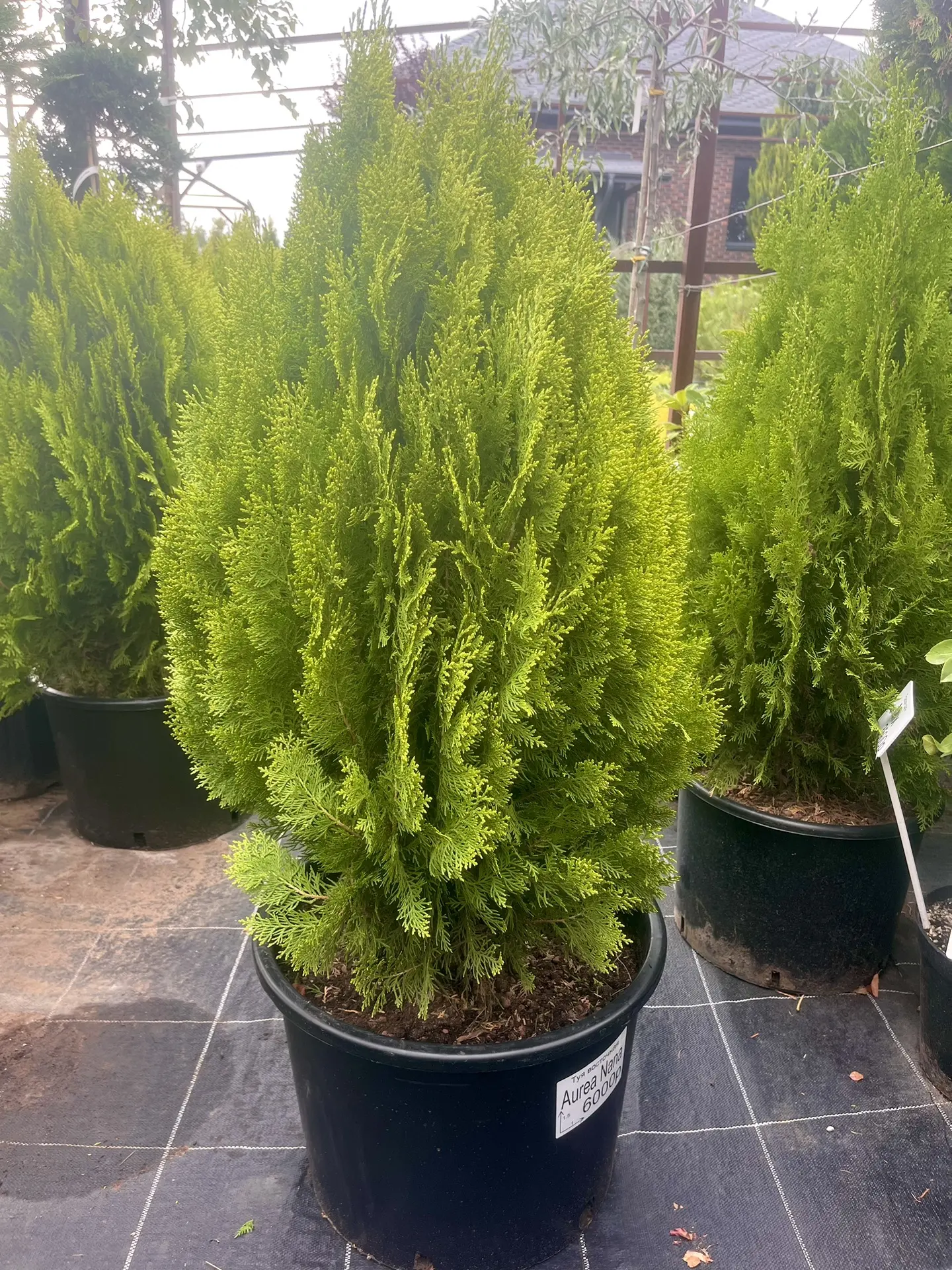 Туя восточная Aurea Nana🌳😍