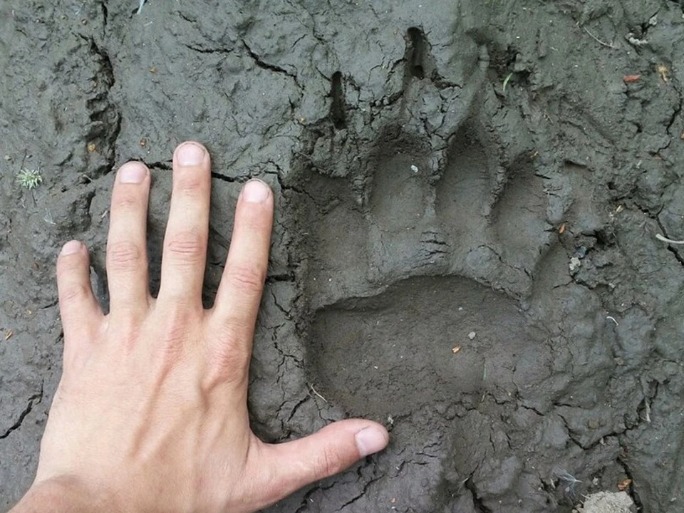 🐻 В лесах Пензенской области всё чаще находят следы медведей