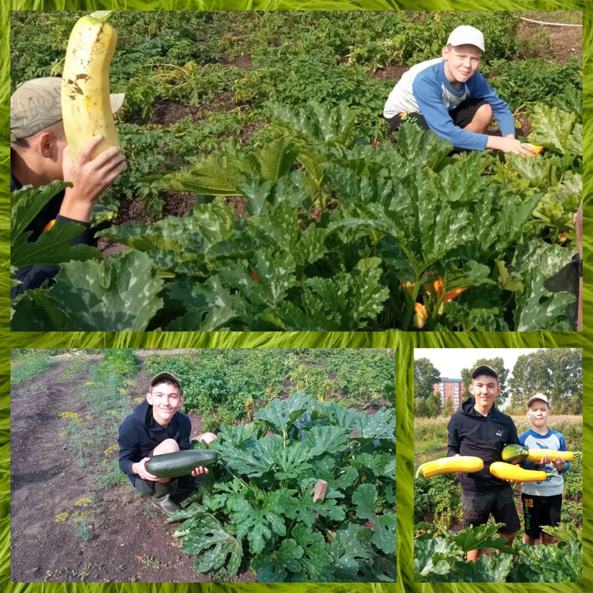🌿 Август — время урожая!