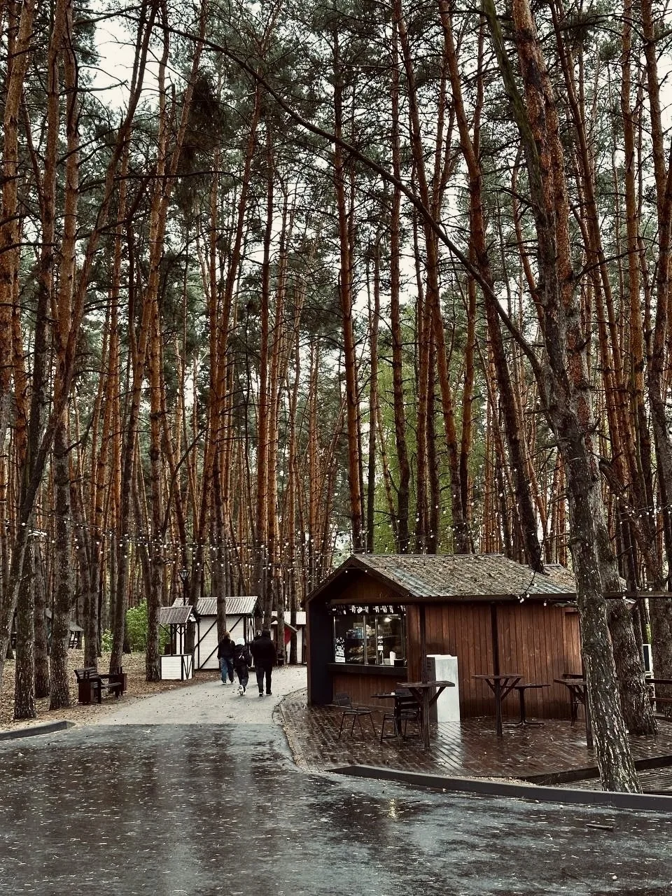 Сосны сегодня пахнут особенно сильно🌲🌧️