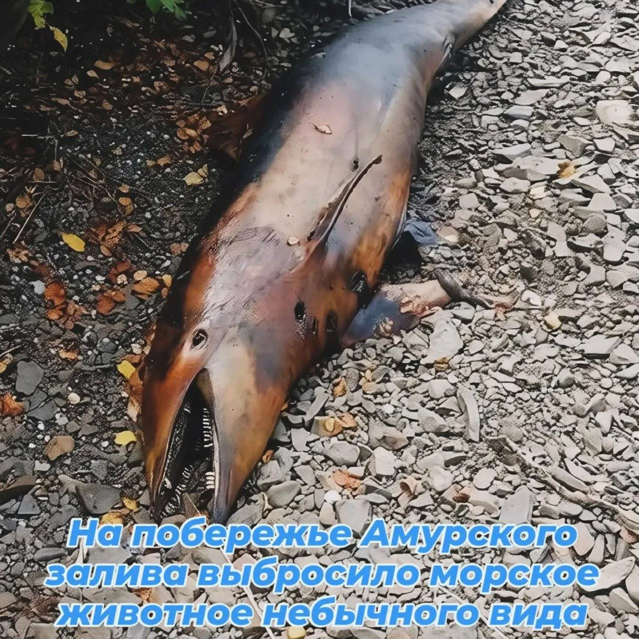 🤯🐋В Приморье на берегу в районе Тавричанки была обнаружена туша редкого морского млекопитающего — 