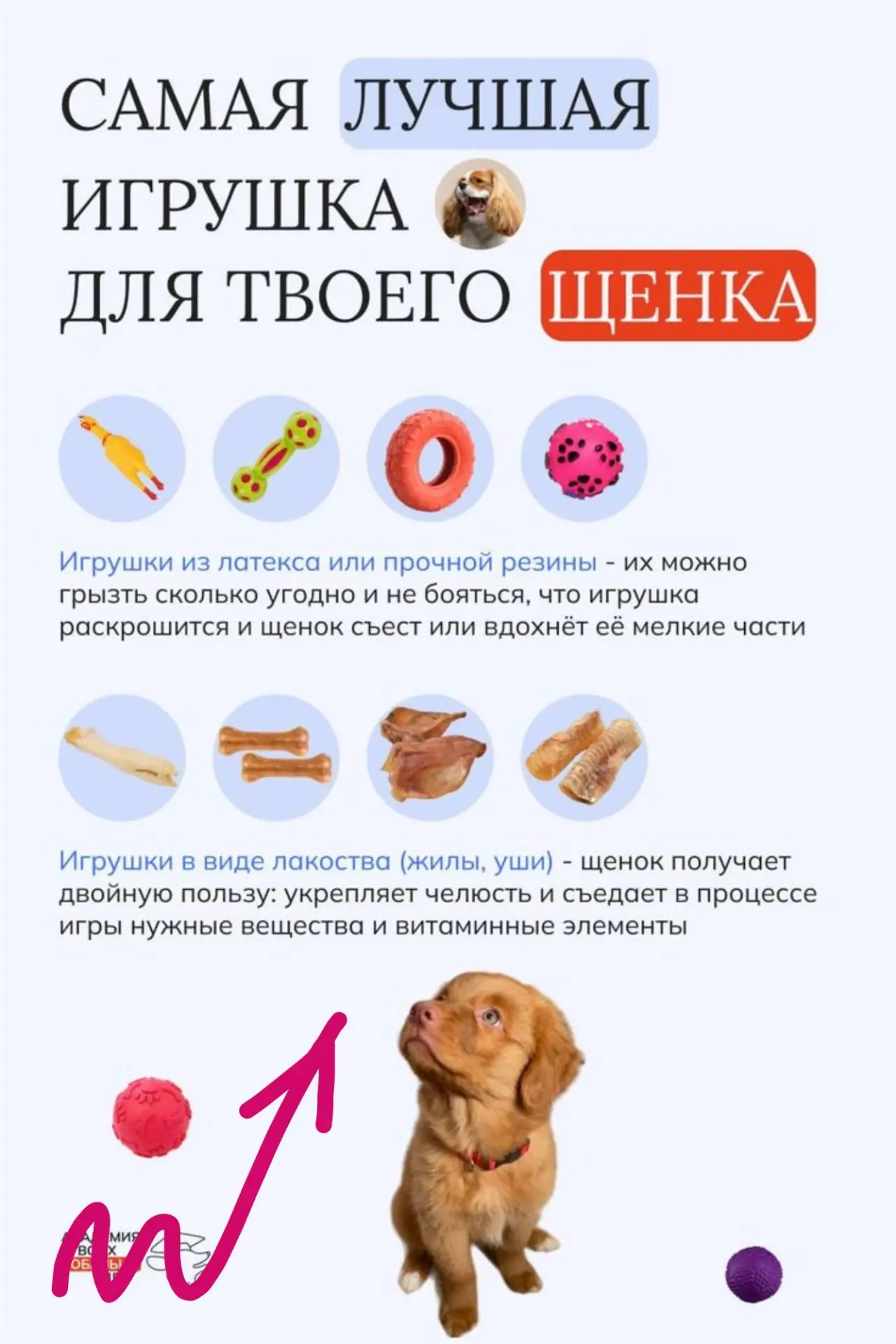 🧸 Самая лучшая игрушка для твоего МАЛЬТИ💕ПУШКИ — это ТЫ!