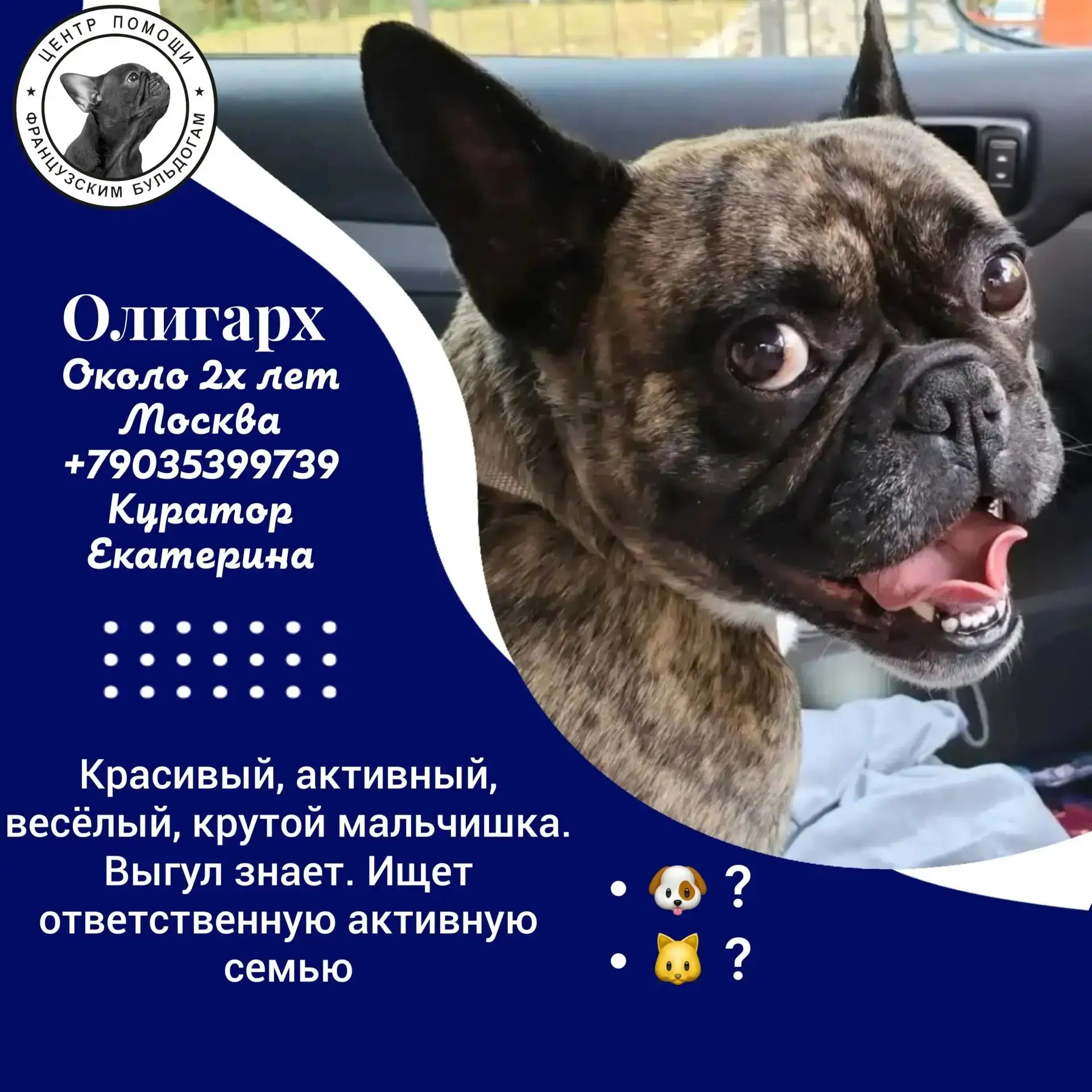 🚨 СРОЧНО ИЩЕМ ДОМ!  #Олигарх@sosbulldog
