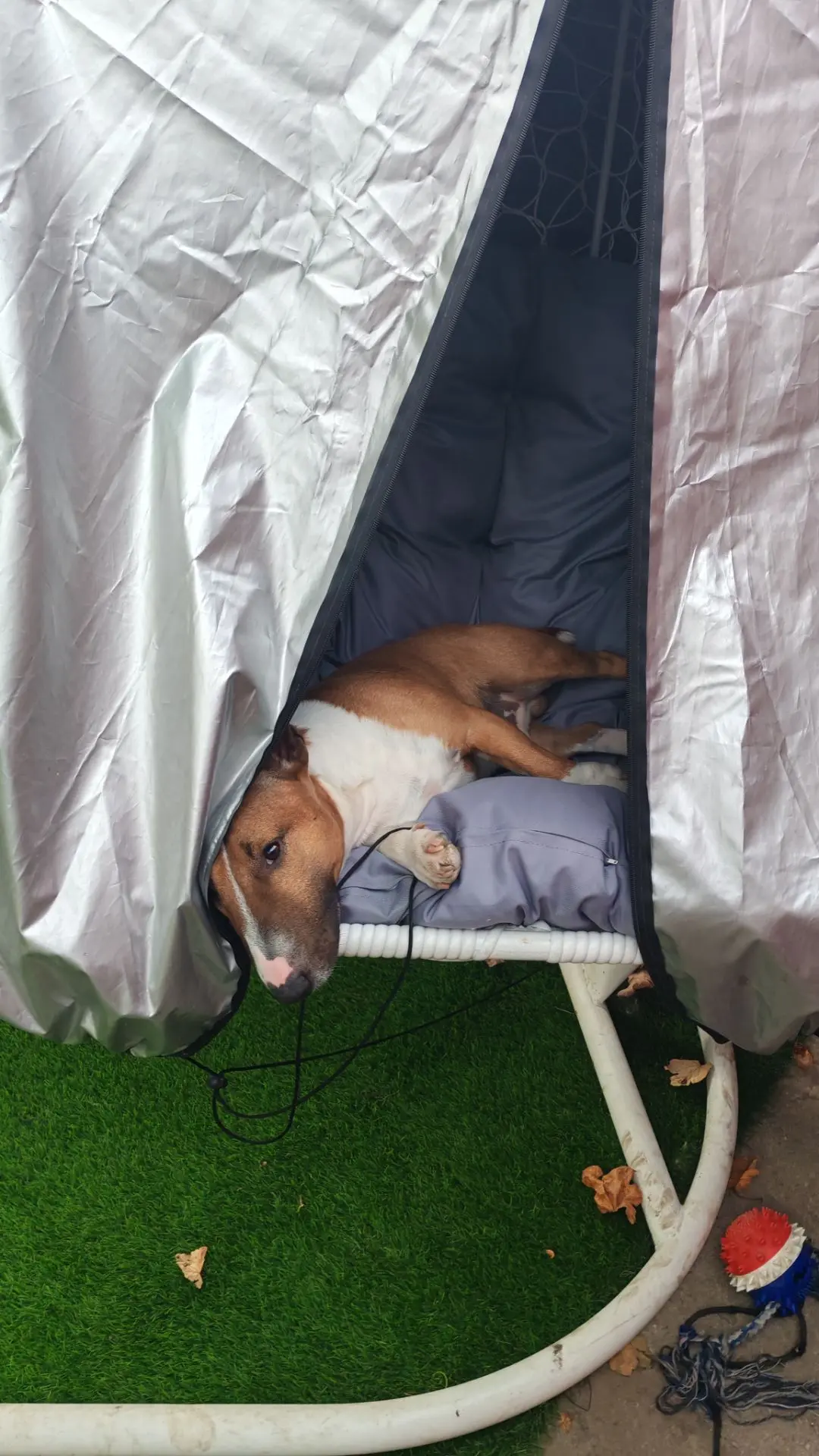 Деловой 😁🐶🐾🥰