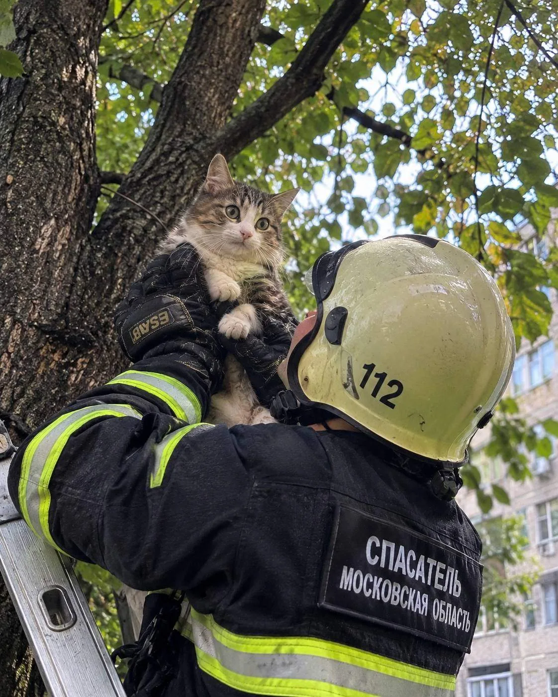 🐈‍⬛ Спасатели сняли кота с дерева в Подмосковье