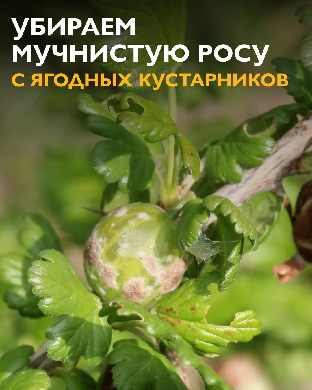 Эти народные средства помогут остановить распространение грибка без использования химии 👍

Сода с м