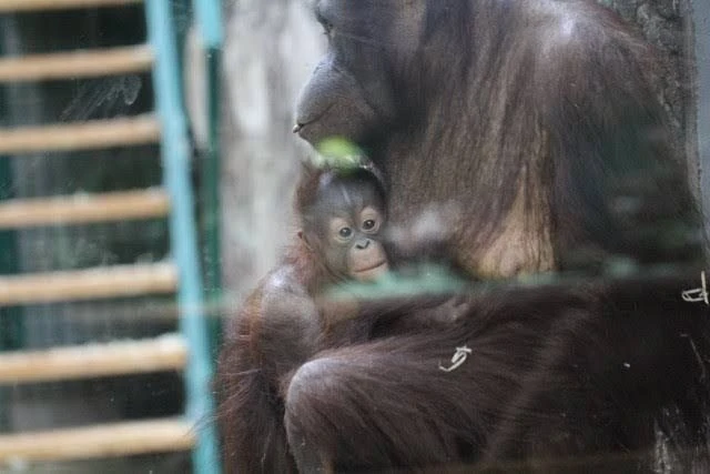 🐒В Калининградском зоопарке сообщили, как назвали новорожденного орангутана.  В феврале 2026 года в 