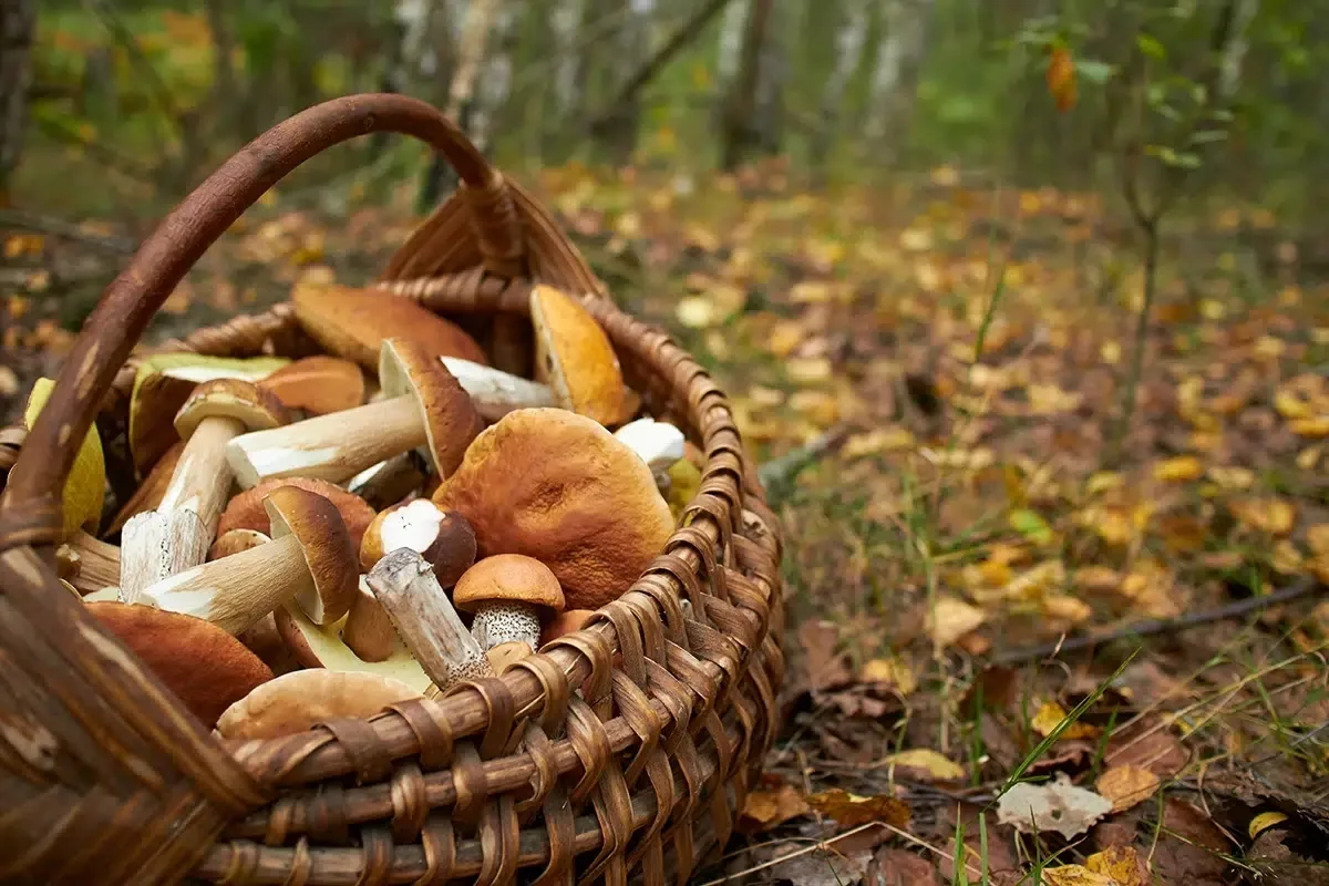 🍄 Ну что, грибной сезон уже открылся?