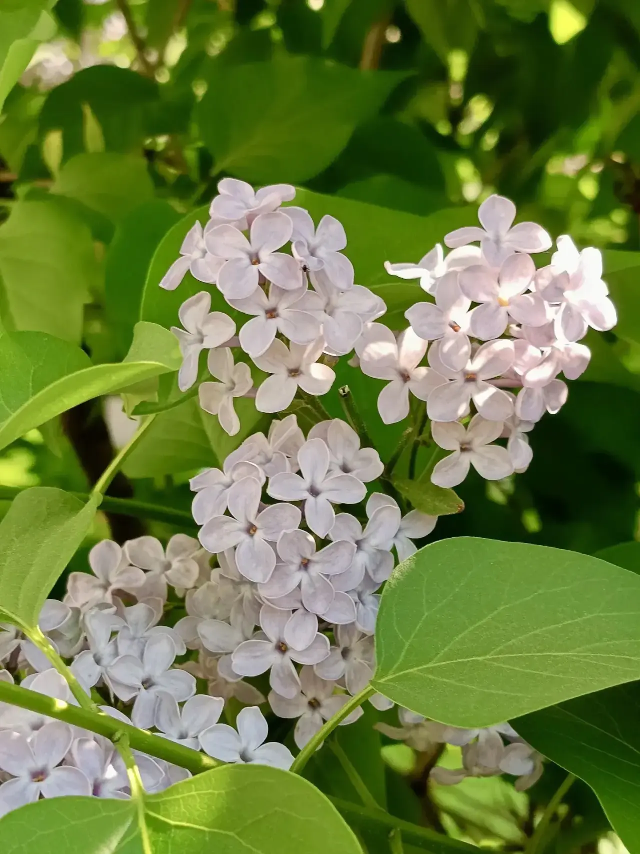 Плыл по городу запах сирени 💕