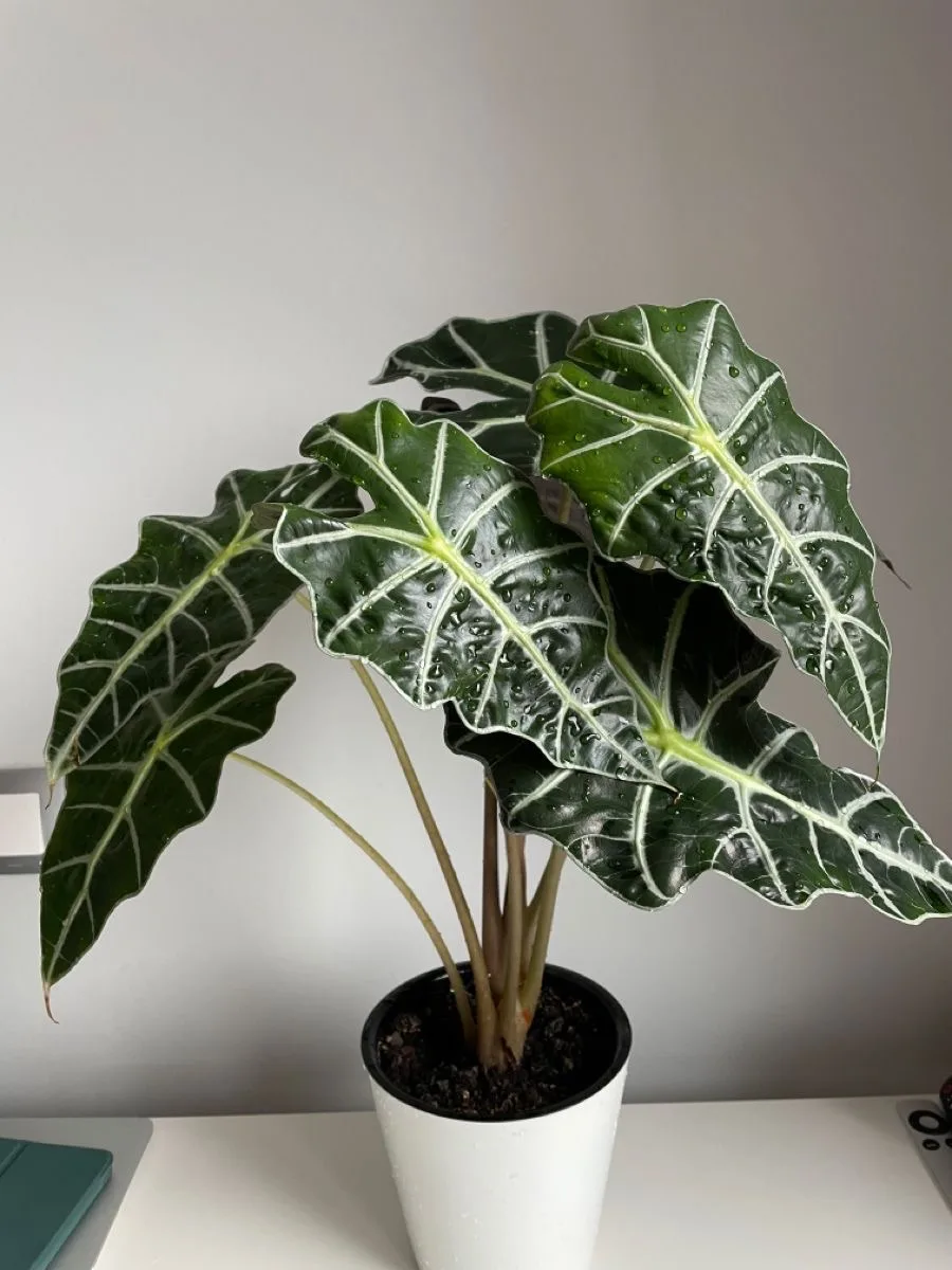 🌱 Алоказия (Alocasia amazonica ‘Poly’): маска дьявола

Алоказия ‘Poly’ — одна из самых эффектных и 