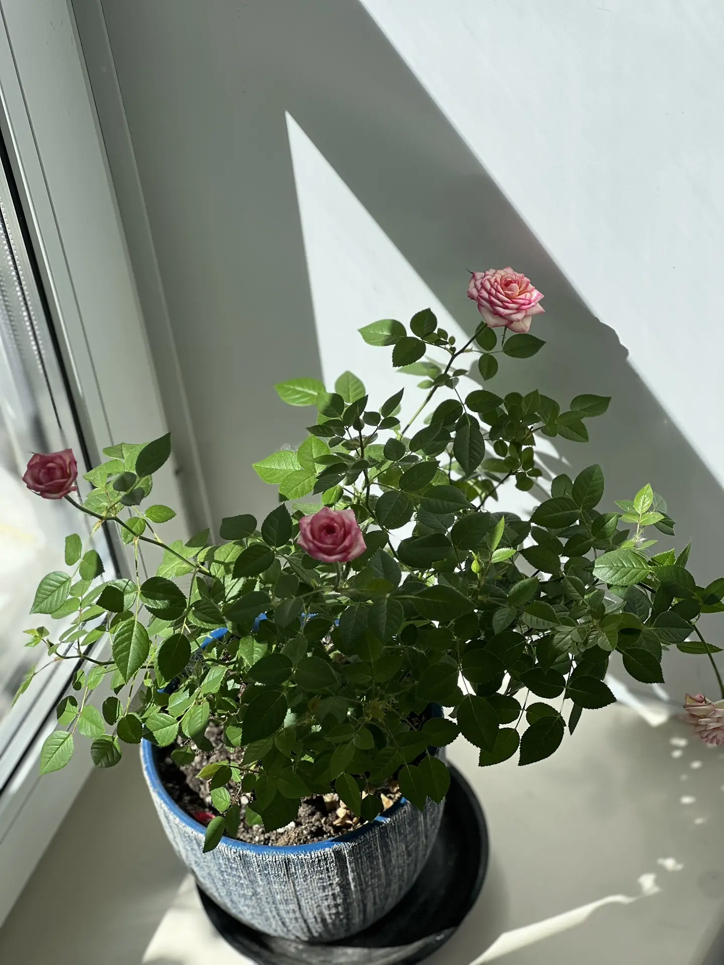 Сегодня про цветы ☺️
