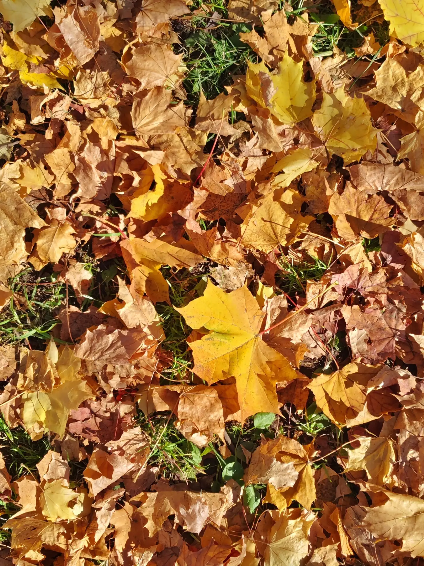 Моменты золотой осени в Перми 🍁