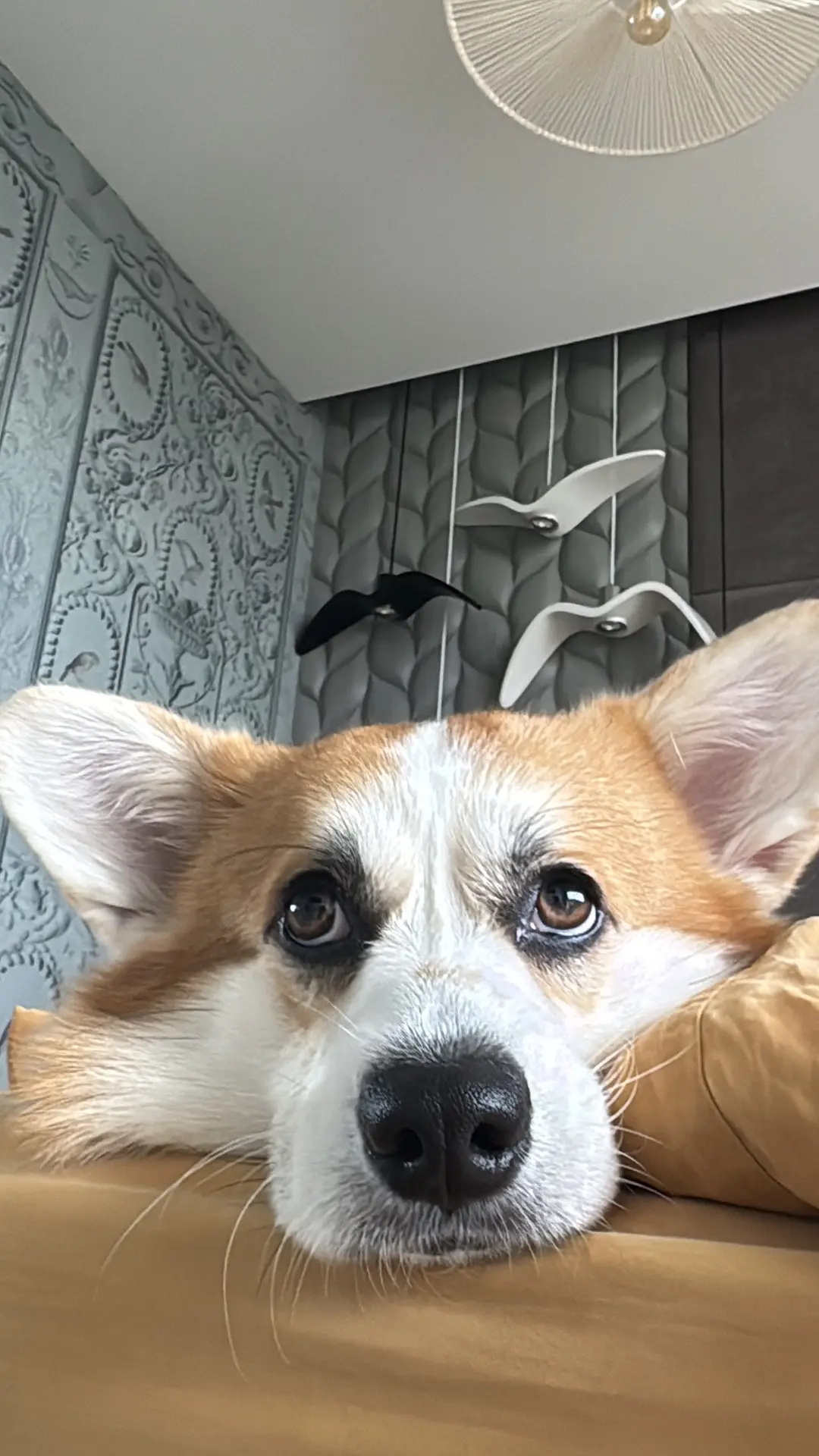 Одним из самых лучших решений прошлого года было - завести собаку 😍