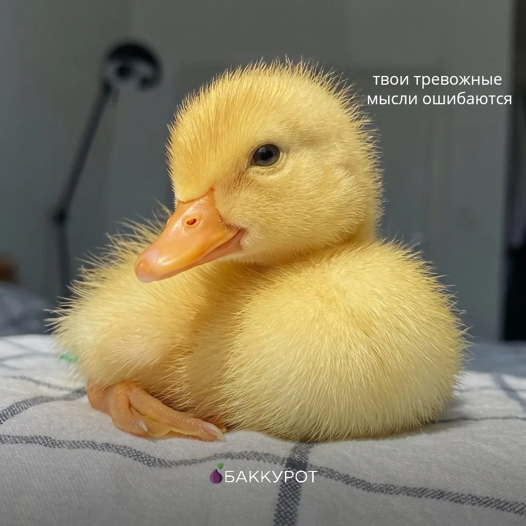 🐥 Ваш знак на сегодня — помните, что тревога порой рисует такие сценарии, которые не имеют ничего о