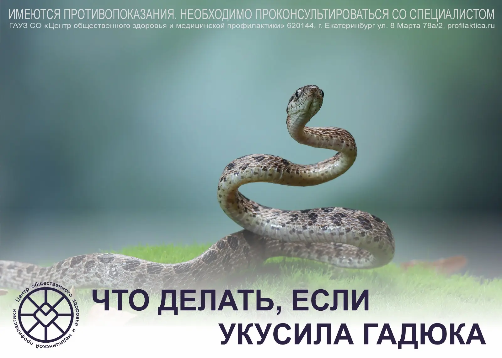 Действия при укусе змеи