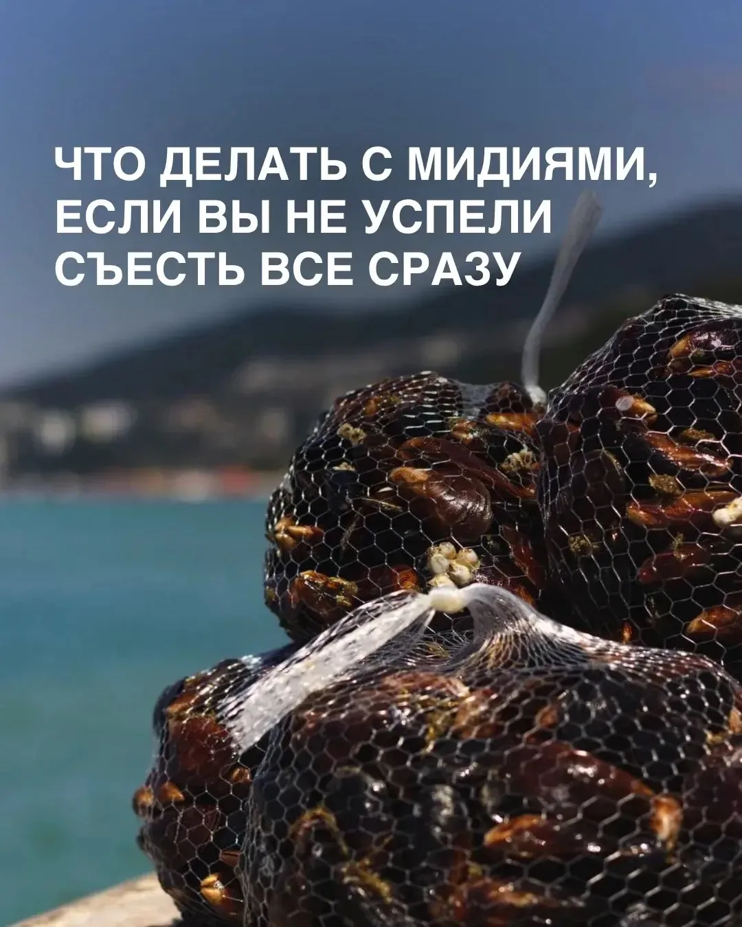 Черноморские мидии часто берут сразу по несколько килограммов 🦪

И один из самых популярных вопросо