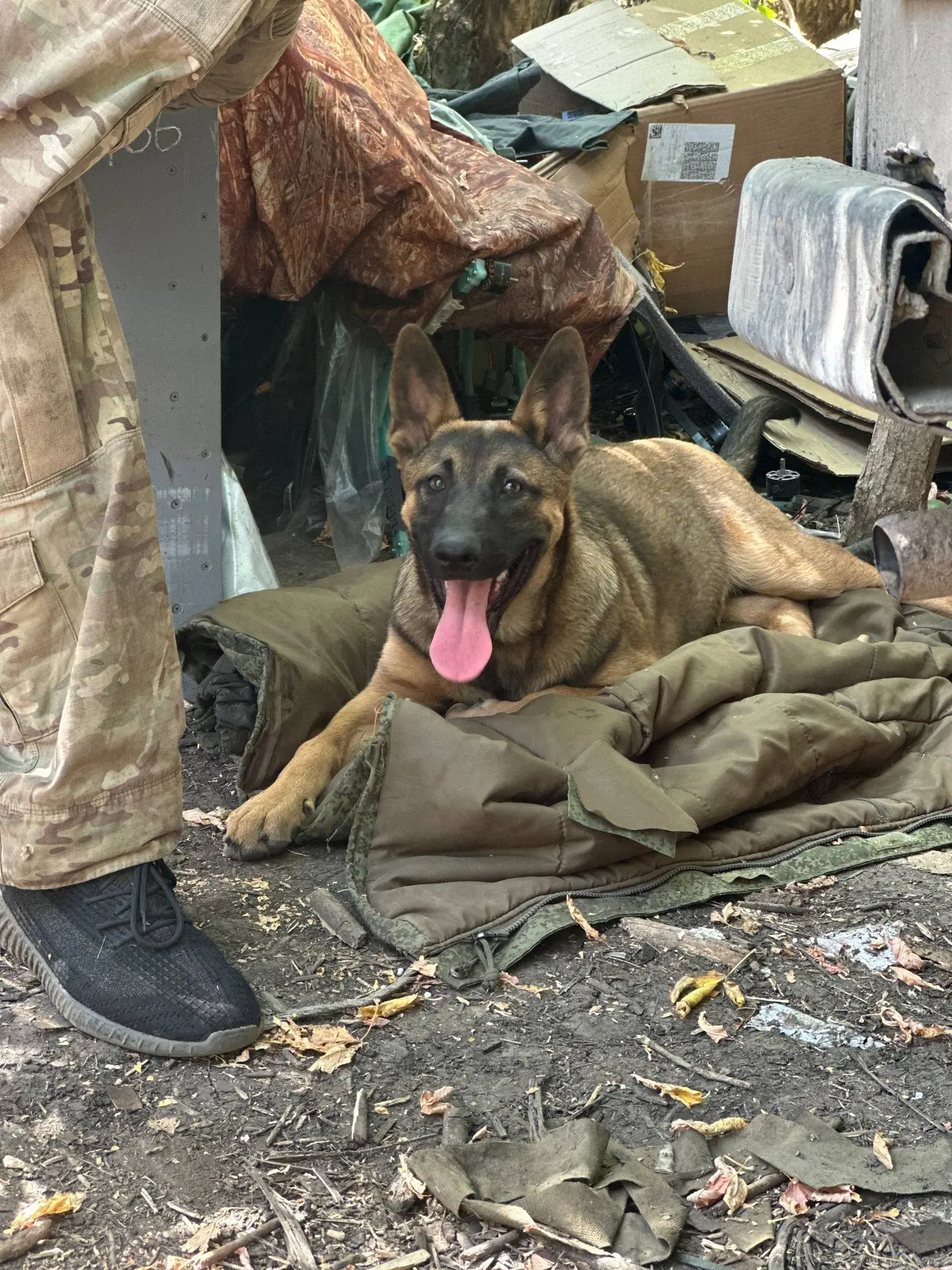 Сегодня с передовой хороших выходных нам желает Вегас 🐶