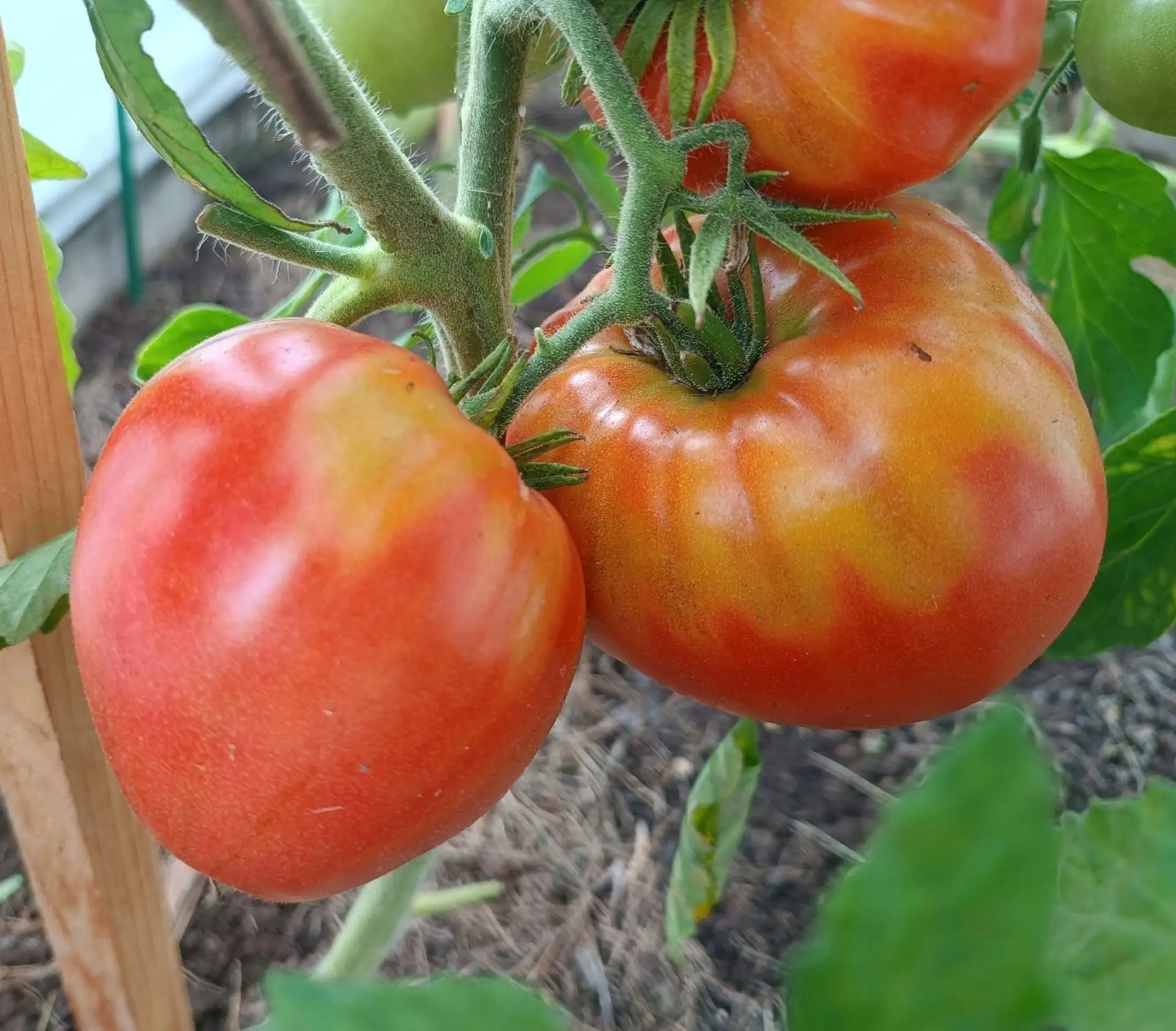 🍅Желтые "плечики" на томатах.