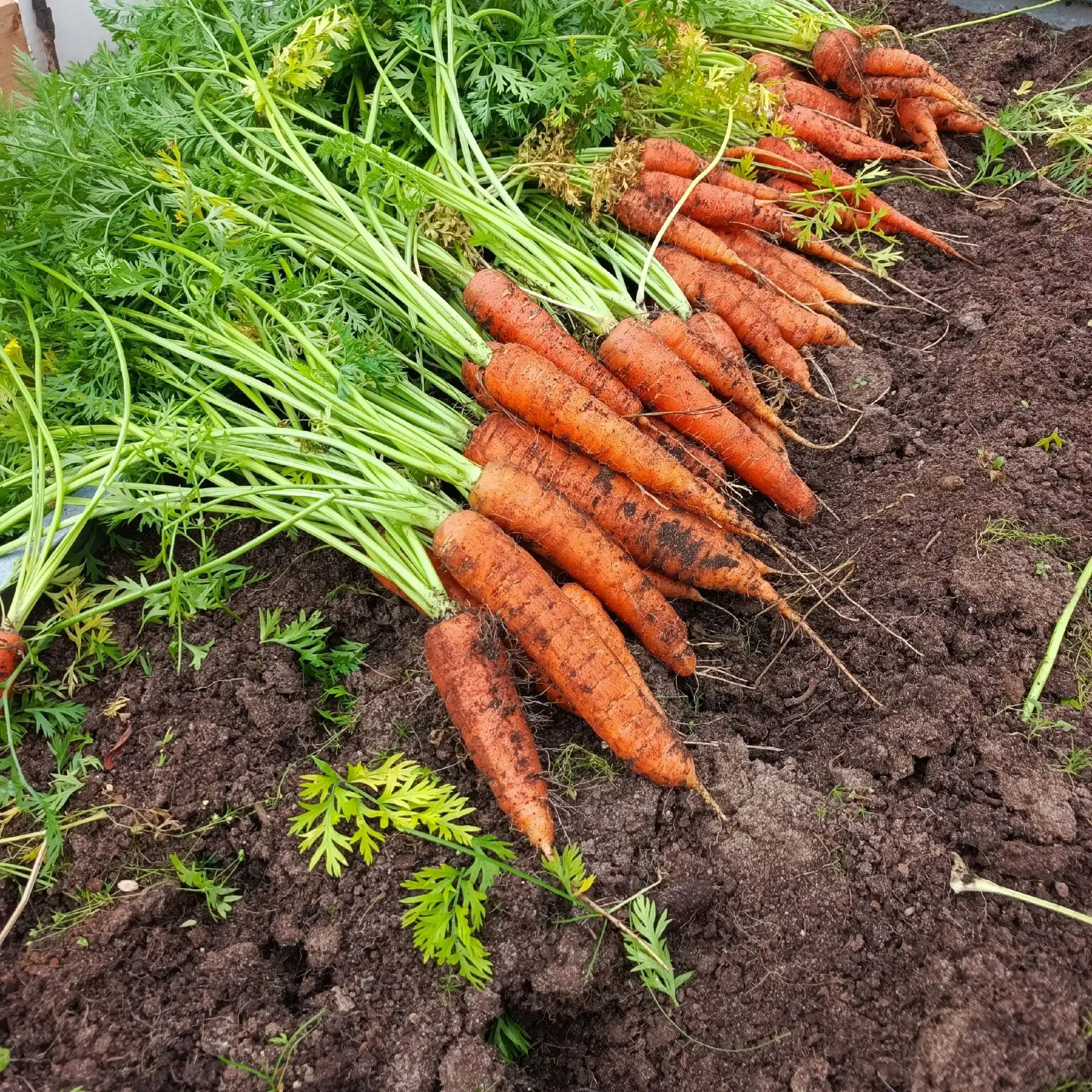 Основные правила хранения урожая🥬🌽