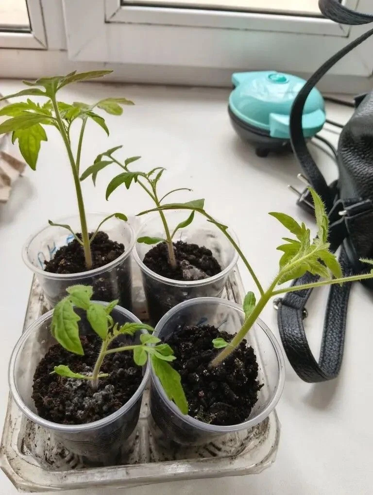 ✨Забота о будущем урожае ⁣ 🏡🌱Проживающие Холмовского дома-интерната для престарелых и инвалидов успе