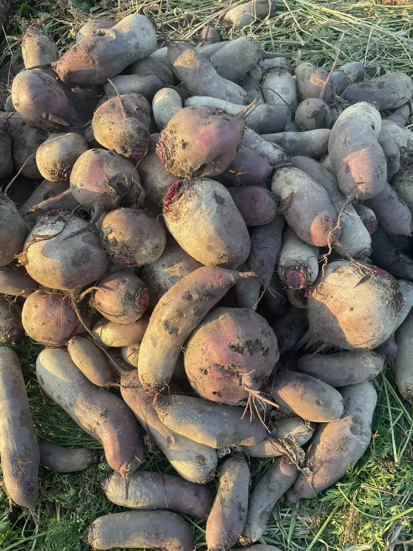 Продам свеклу столовую