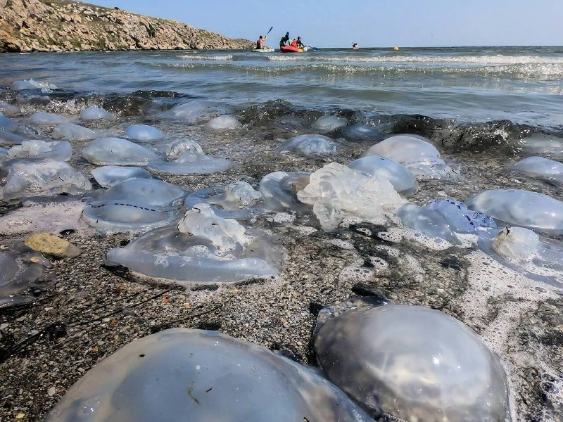 В июле в Азовском море запускают научный эксперимент по отлову медуз.