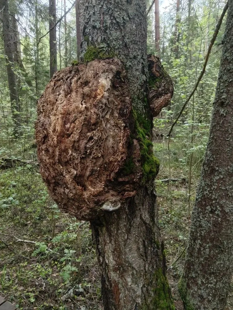 🏞️ В КЕРЖЕНСКОМ ЗАПОВЕДНИКЕ: ШКОЛЬНИКИ НА ЭКОЛОГИЧЕСКОМ СЛЁТЕ! 🌿🐾  📍12 мая учащиеся нашей школы под 
