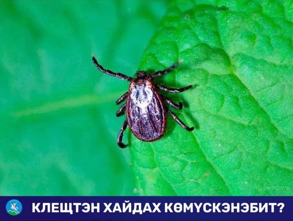 КЛЕЩТЭН ХАЙДАХ ХАРЫСТАНАБЫТ?

Сайыҥҥы куйаас күннэр кэлэннэр дьон-сэргэ айылҕаҕа тахсан сынньанара, 
