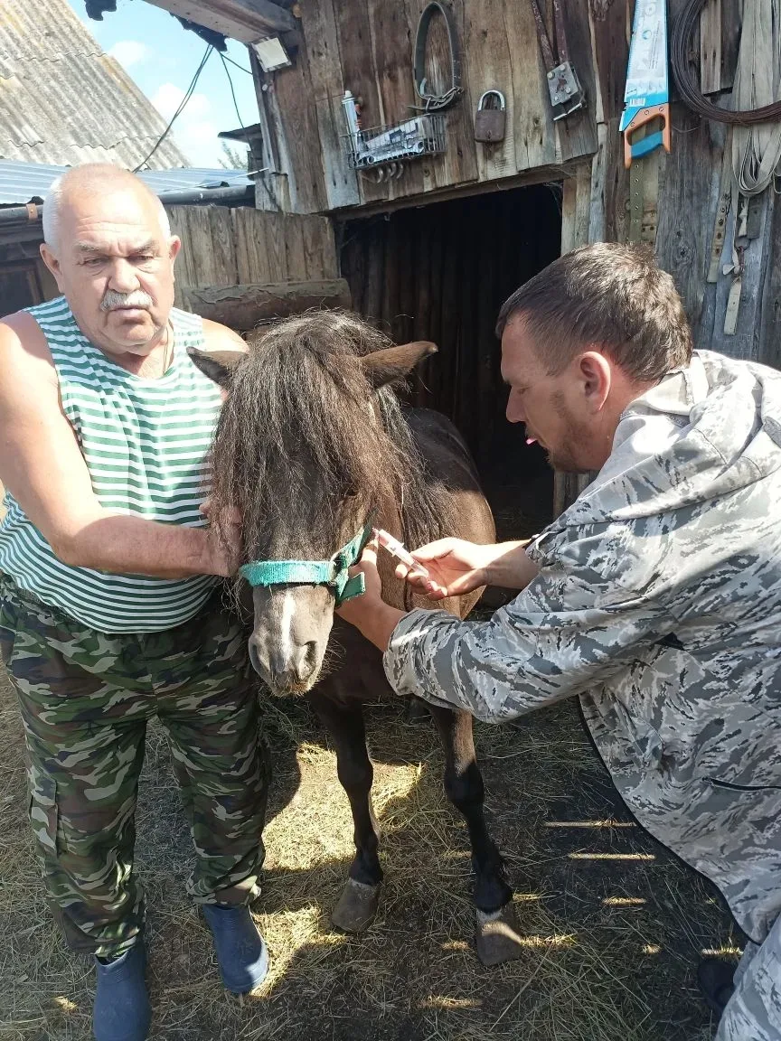 17.06.2026 г. сотрудниками ГБУ РО "Шиловская райветстанция" были проведены отбор проб крови у лошаде