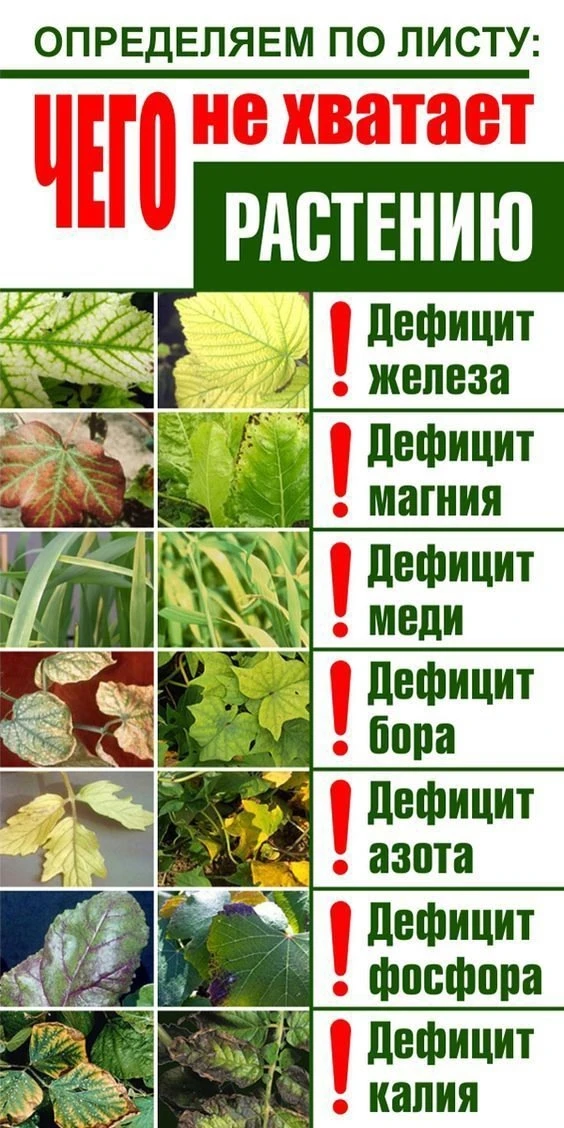 Что не хватает растению