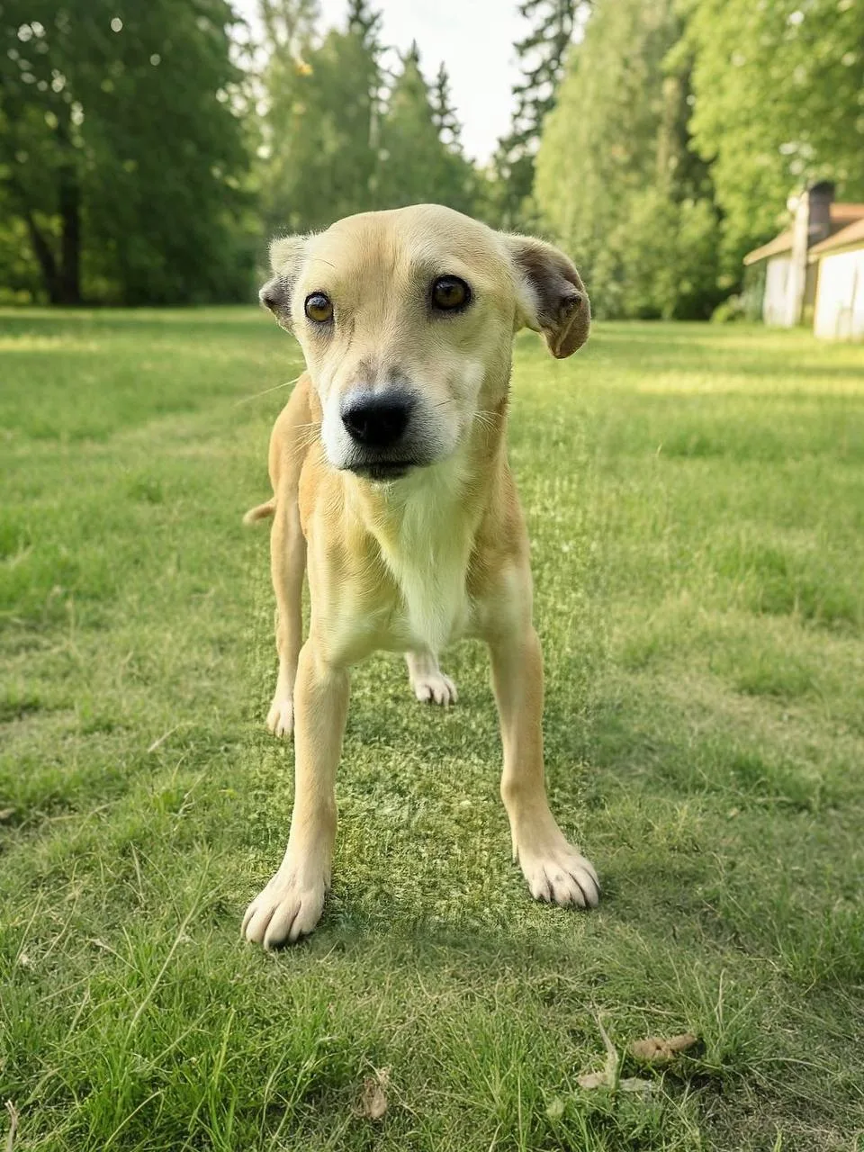 Ищет дом бесстрашный Лилейник из Домика Мелкашей Балашиха 🌺🐕  Москва и МО  Привет! Я- Лилейник, и мн