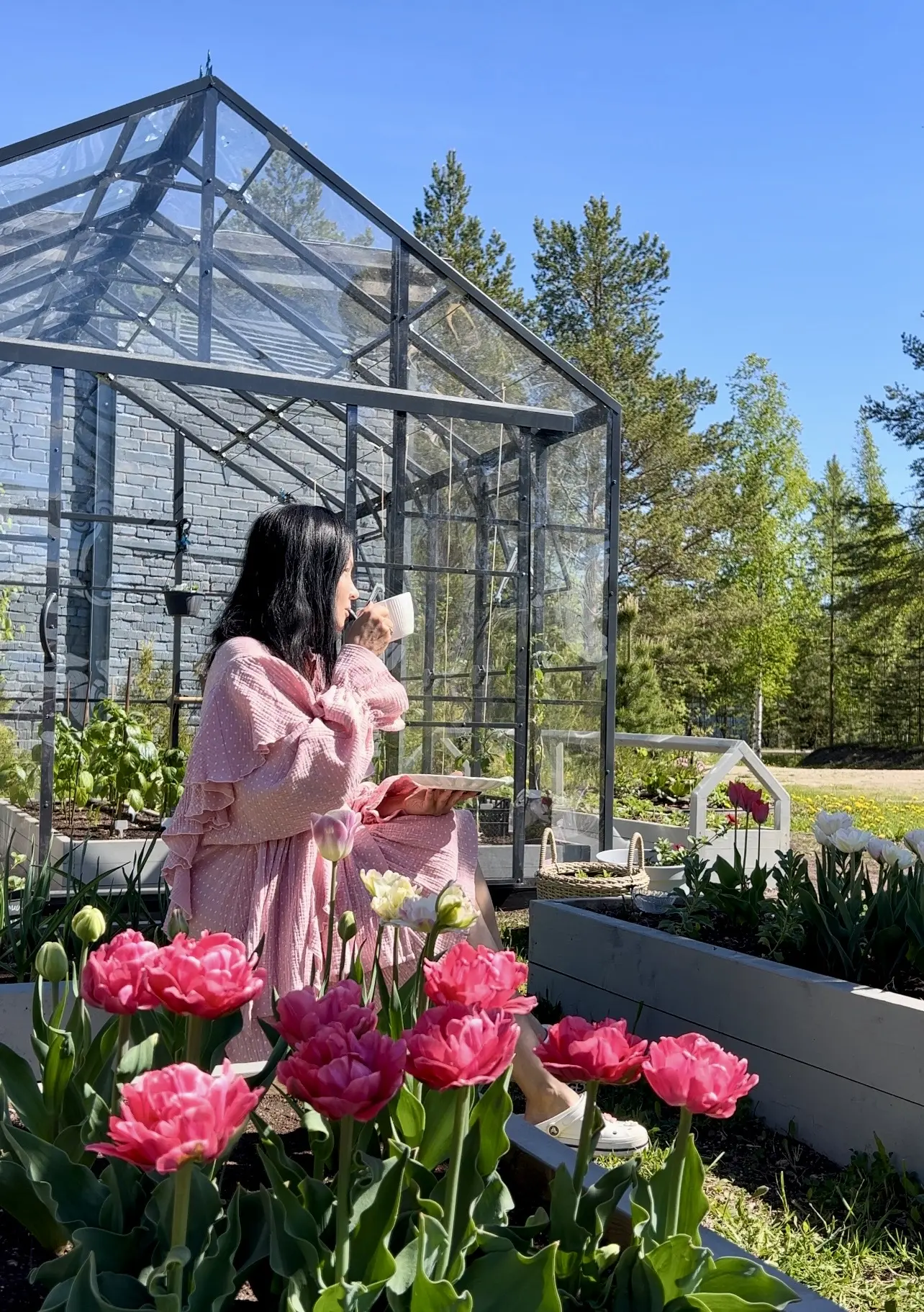 Покажу Вам заодно мои тюльпаны пошлого года 🌷