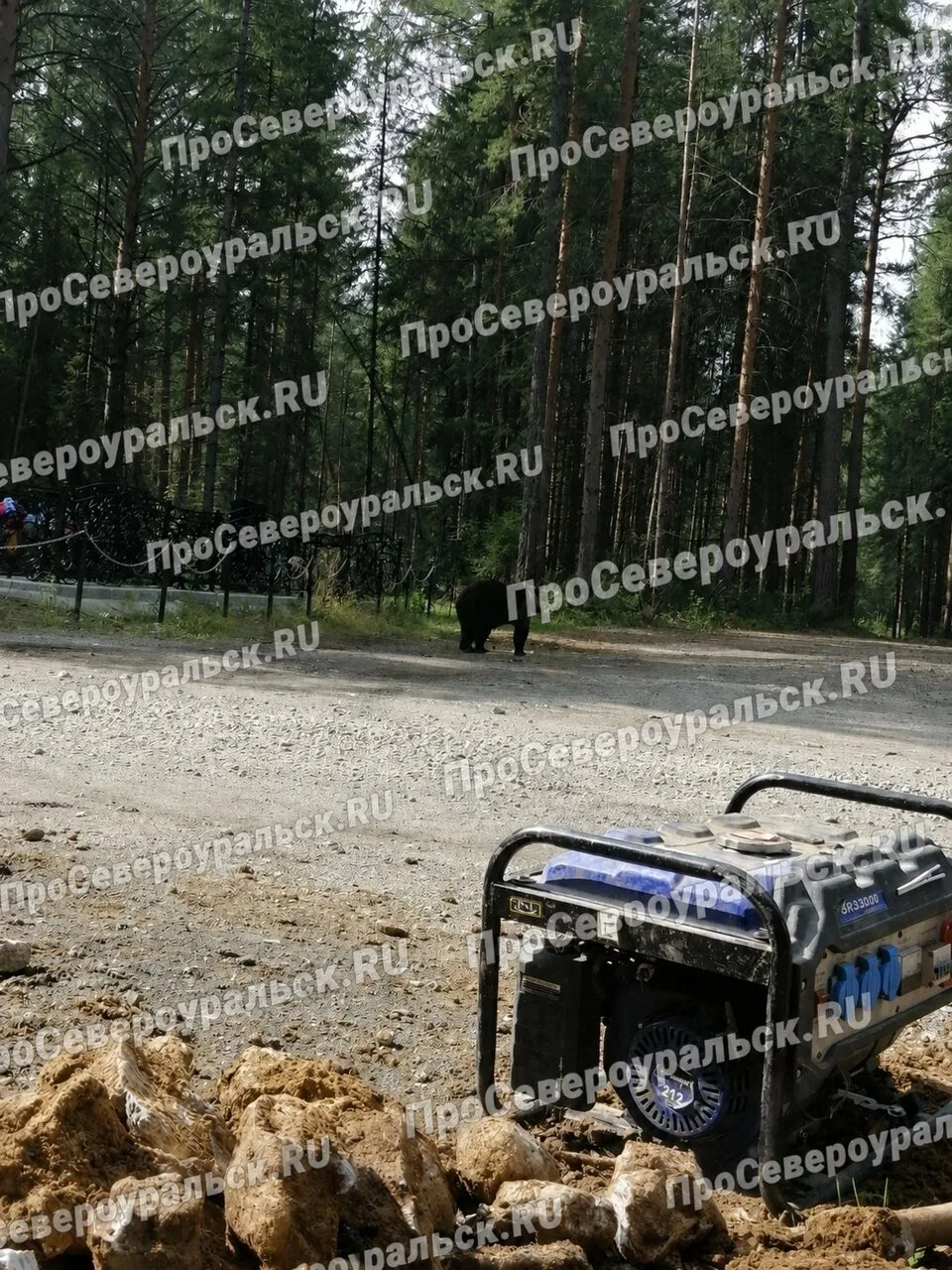 Только что на городском кладбище Североуральска - мишка гуляет довольно крупный.