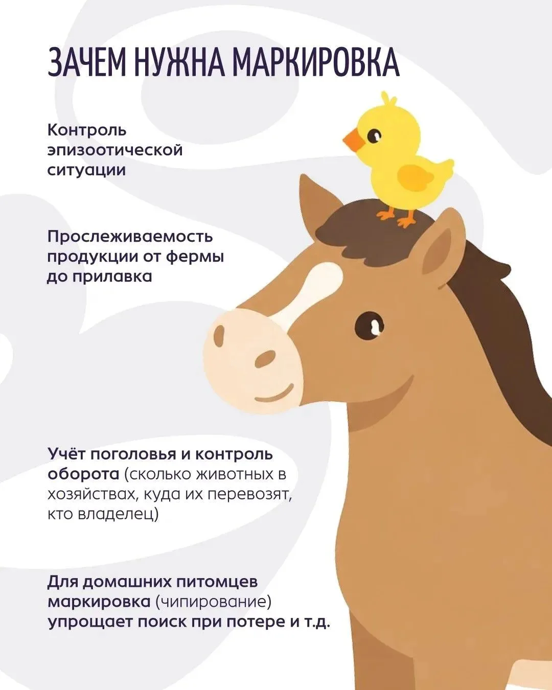 🐮 В России продолжается масштабная работа по обязательному маркированию и учёту животных, начатая в