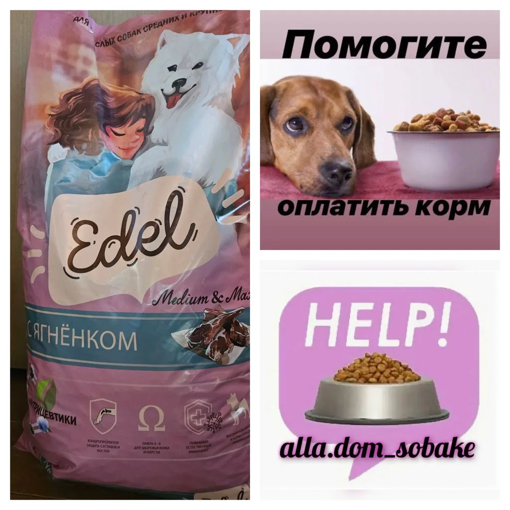‼️ СБОР НА КОРМ ‼️