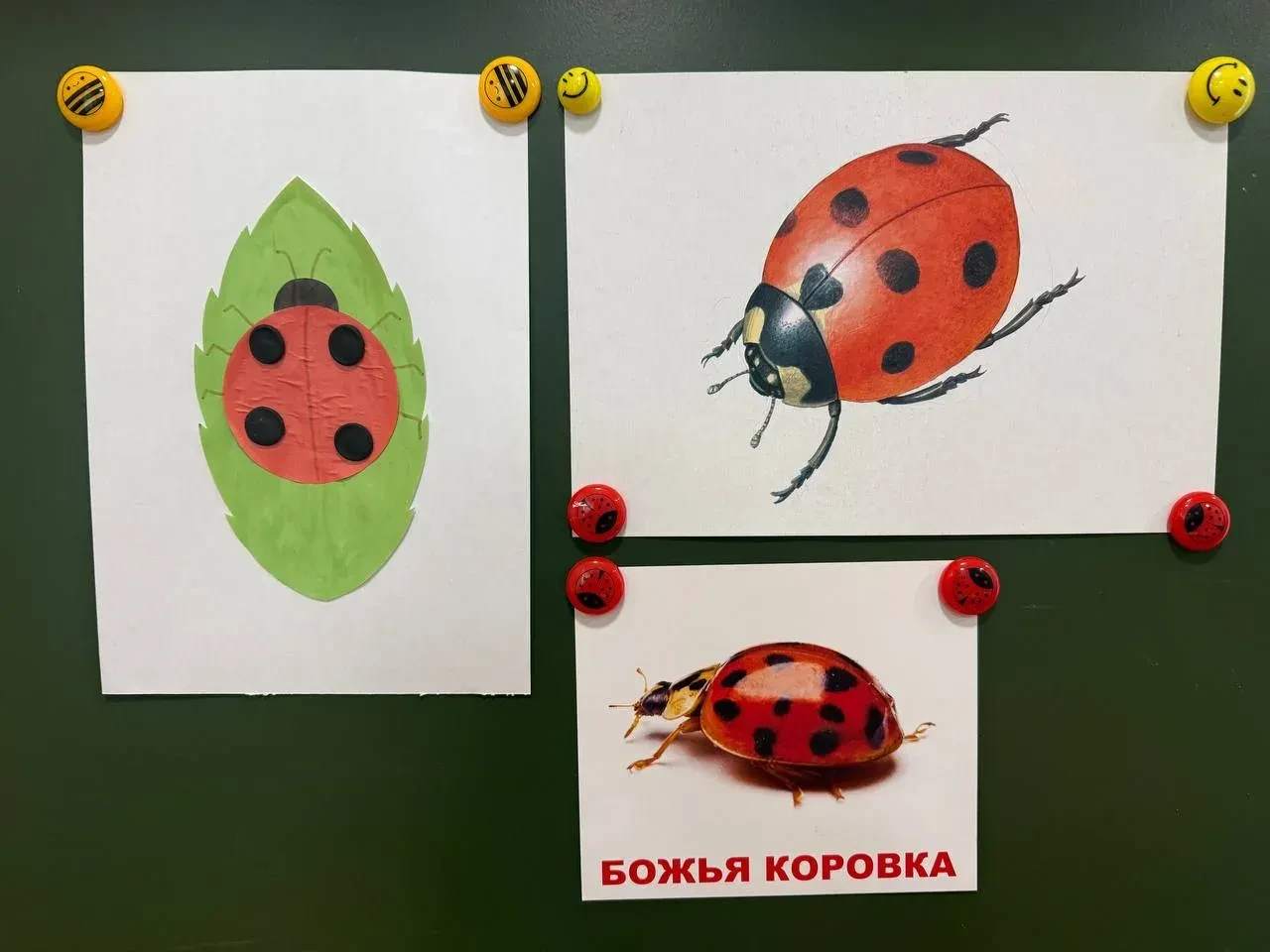 Наша новая подружка – Божья коровка! 🐞✨