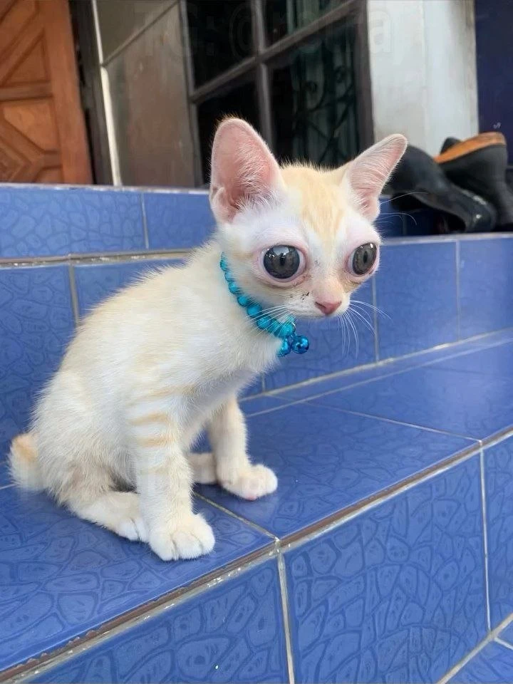 🐈Этот тайский кот по кличке Лаклай стал настоящей знаменитостью в интернете благодаря ...