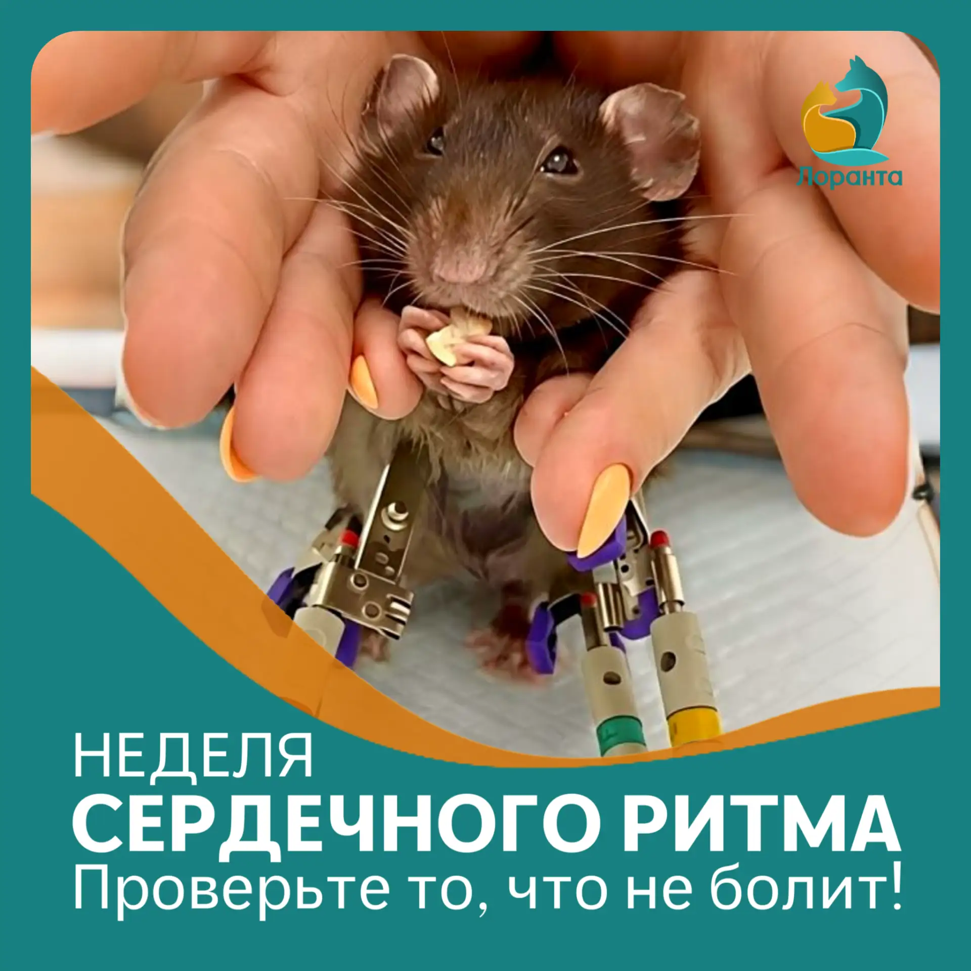 Человек скажет: «колет в груди». А собака — нет. Кошки тоже молчат. Они скрывают боль и...