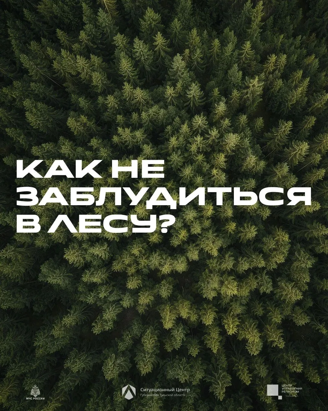 Собрались в лес? 🌲