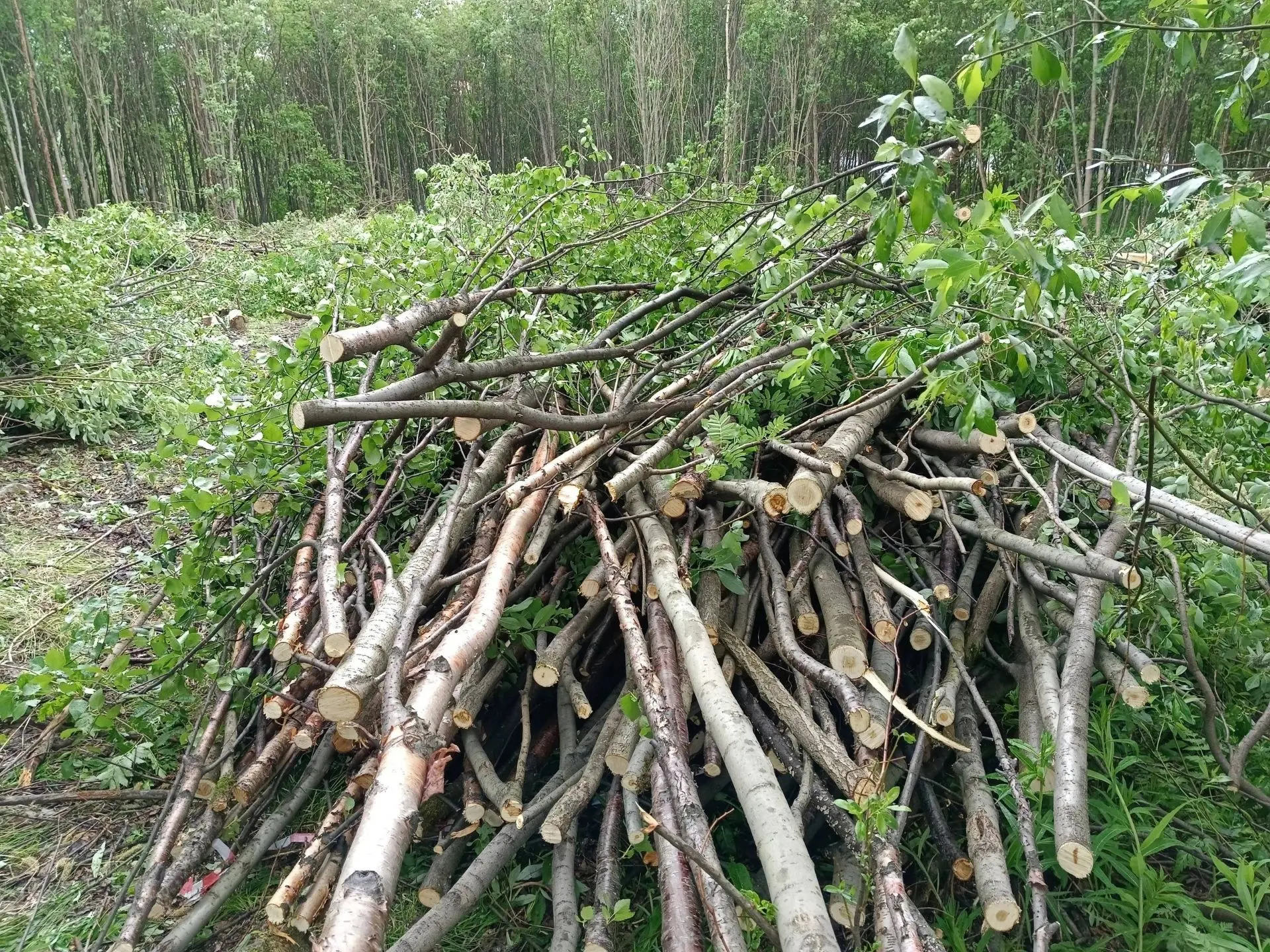 🌲 В Долине Уюта снова вырубают деревья, а объяснения появились уже после возмущения жителей.

Как в