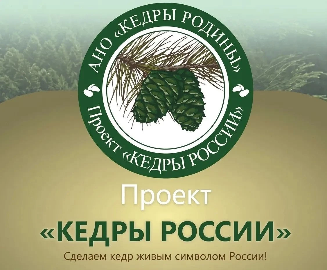 🌲 Посади свой кедр в Калининградской области!