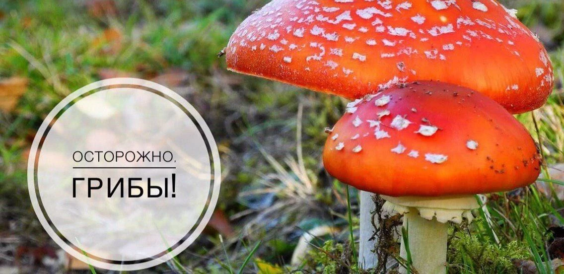 🍄Как безопасно собирать грибы и ягоды