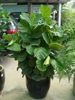 ФИКУС ЛИРОВИДНЫЙ 🌿