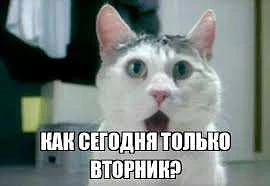 ВТОРНИК — ЭКВАТОР КОРОТКОЙ НЕДЕЛИ!