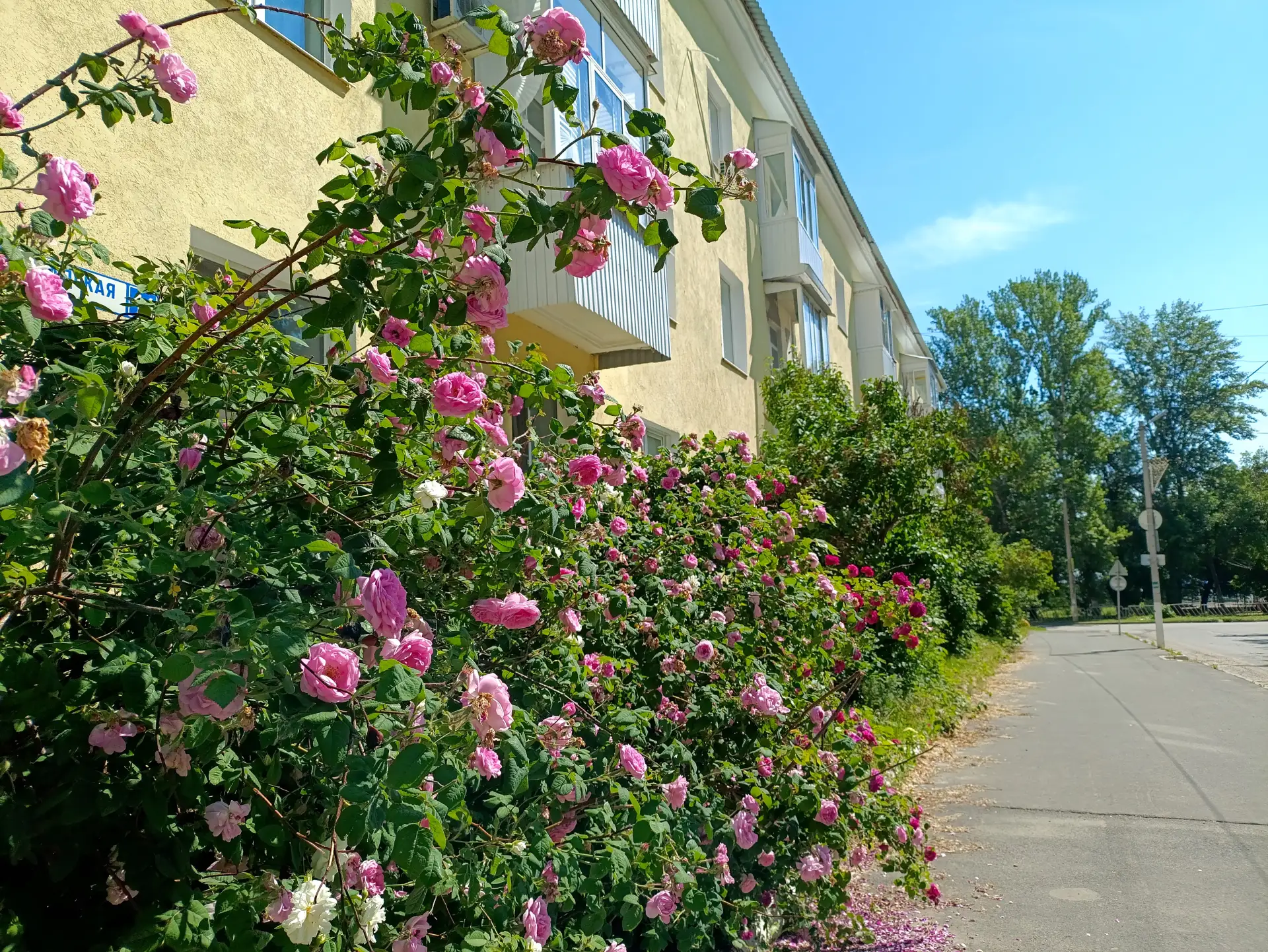 Доброе утро, дорогие жигулёвцы! ☀️🌿

Сегодня воскресенье, 14 июня, и лето дарит нам свои тёплые объ
